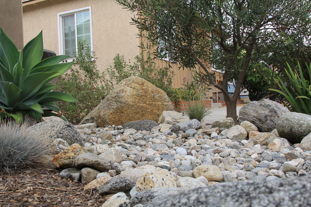 Dry stream bed with natural river rock boulders offsets the tight geometry of the entry. Xeriscape drought tolerant landscape plants with succulents, native grasses and shrubs. Plants include Kangaroo Paw, Agave Attenuata, Coleonema 'Sunset', Agave 'Blue Glow', Salvia Clevelandii, Wilson Olive Tree.